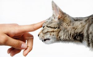 young domestic mixed-bread gray cat and human hand over white isolated