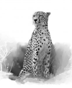 cheetah_original