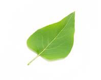 soft_leaf